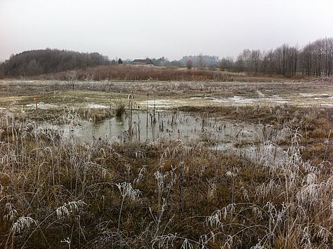 Einzigartige Sukzessionsflächen