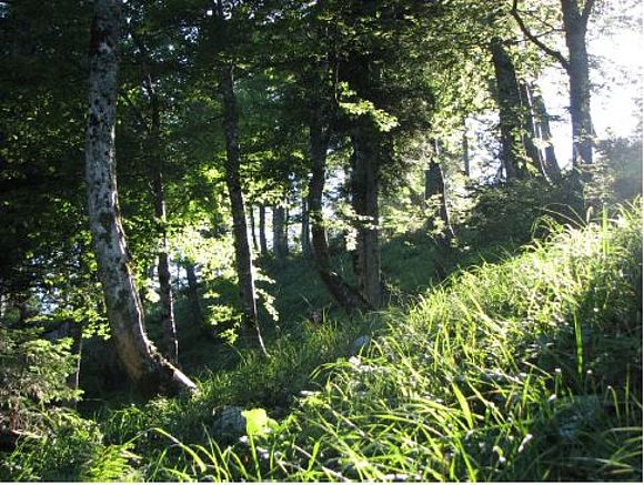 Buchenwald Kallersberg