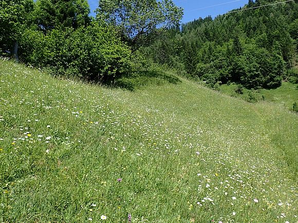 Blumenwiese