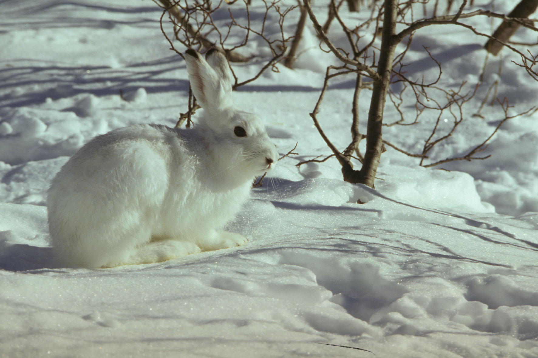 Schneehase